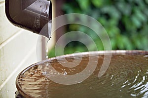 Rain water flows from a plastic drainpipe to the metal barrel in garden