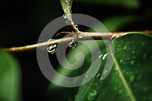 Rain water on green leaf macro.Beautiful drops and leaf texture in nature