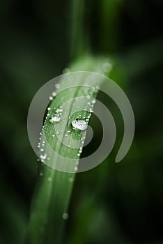 Rain water on green leaf macro.Beautiful drops and leaf texture in nature