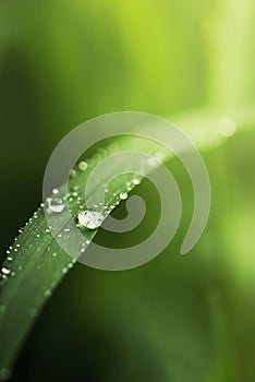 Rain water on green leaf macro.Beautiful drops and leaf texture in nature