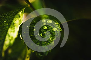 Rain water on green leaf macro.Beautiful drops and leaf texture in nature