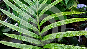 After rain, water on green leaves in Majalengka, West Java.