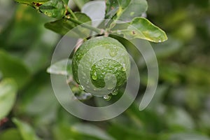Rain water on green raw lemon in the garden