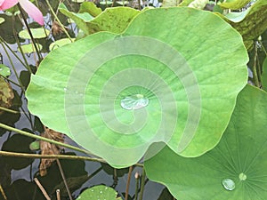 Rain water inside lotus leave