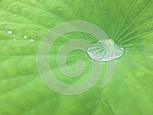 Rain water inside lotus leave