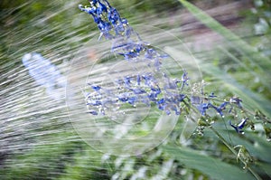 Rain water for larkspur flowerbed. Delphinium flower candle. watering summer garden. villatic holiday season. spring bloom. nature