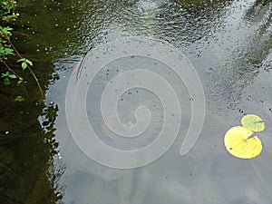 rain water on pond with Lilly pad in view