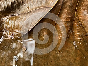 Rain water retains on a dried leaf