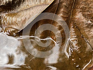 Rain water retains on a dried leaf