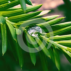 After the rain water sits on the pines