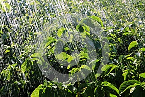 Rain waters on farm field