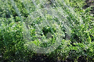 Rain waters on green organic food