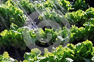 Rain waters on organic food