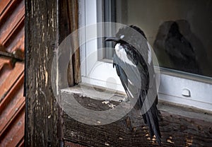 Rain wet magpie sheltered on a window.