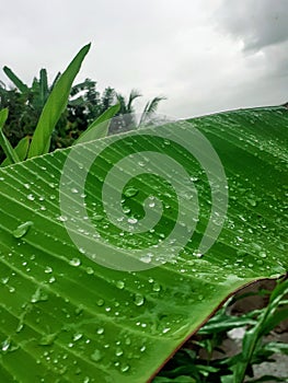 The rain wets the banana leaves