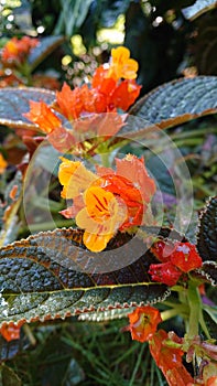 after rain yellow and red flower