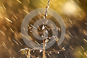 Rain on Yuka plant with backlit