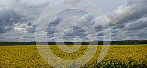 Rainbow Above Blooming Rapeseed Field.  Natural Landscape Background in Europe in Early Spring,