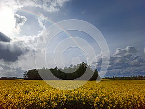 Rainbow Above Blooming Rapeseed Field.  Natural Landscape Background in Europe in Early Spring