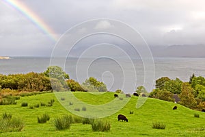 Rainbow above the sheep grazing