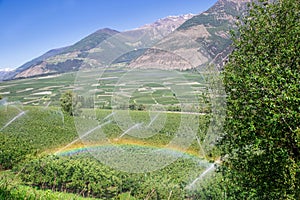 Rainbow above Watering with Sprinklers of Apple Tree Plantation, Italy
