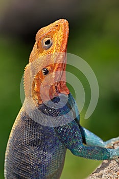 Rainbow agama