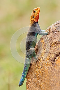 Rainbow agama