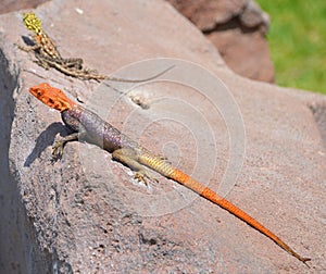 Rainbow agama