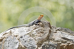 A rainbow agama Agama agama perched on a rock.