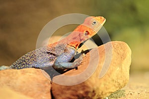 Rainbow agama