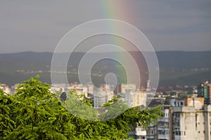 Rainbow, amazing view after rain and a craw