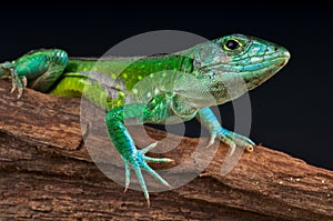 Rainbow ameiva