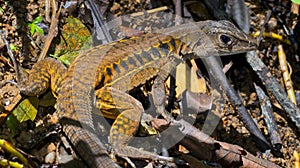 Rainbow Ameiva, Corcovado National Park, Costa Rica