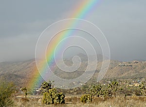 A Rainbow Beams Down on a Joshua Tree in Yucca Valley, California