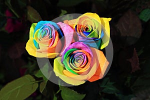 The Rainbow beautiful Roses