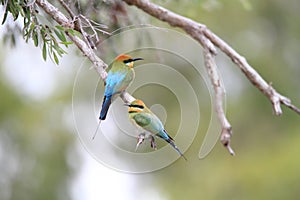 Rainbow Bee-eater