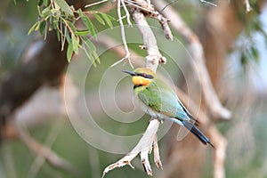 Rainbow Bee-eater