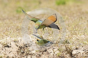 Rainbow bee eater being fed.