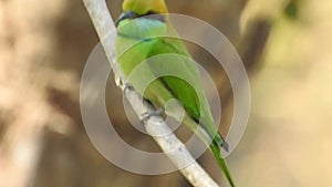 Rainbow Bee Eater. Merops genus Rainbow Bee-Eater is a spectacular bird.Rainbow Bee-eater. Merops, animal..Rainbow bee eater clo