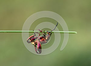 A rainbow beetle resides on a plant stalk