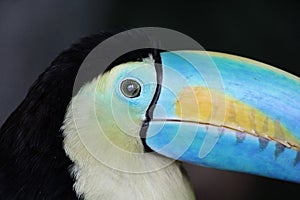 Rainbow-Billed Toucan