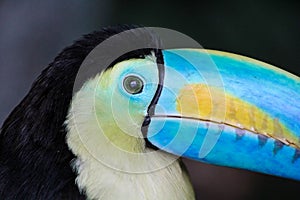 Rainbow-Billed Toucan