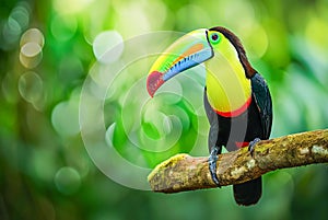 Rainbow-billed Toucan Ramphastos sulfuratus, World Wildlife Day, March