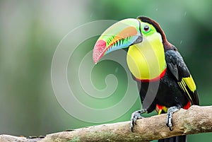 Rainbow-billed Toucan Ramphastos sulfuratus, World Wildlife Day, March