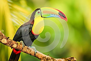 Rainbow-billed Toucan Ramphastos sulfuratus, World Wildlife Day, March