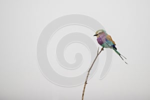 Rainbow bird in kruger park south africa