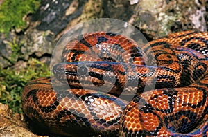 RainBow Boa, epicrates cenchria