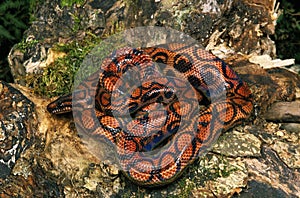 RainBow Boa, epicrates cenchria