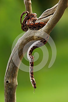 The Rainbow Boa Epicrates cenchria cenchria hanging from the branch