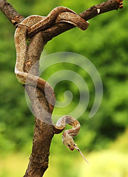 The Rainbow Boa Epicrates cenchria cenchria hanging from the branch